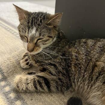 Juliette -  Domestic Short Hair Cat for Adoption in West Palm Beach, Florida - Juliette | PetCurious