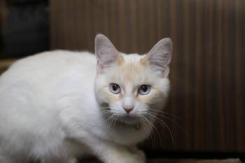 Rescue Siamese Cats for Adoption in Cut Bank, Montana - Aurora | PetCurious