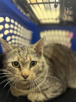 Domestic Short Hair Cats Available for Adoption in Aliquippa, Pennsylvania - DONNY | PetCurious