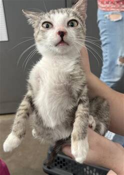 DOBBY -  Domestic Short Hair Cat for Adoption in Dallas, Texas - DOBBY | PetCurious