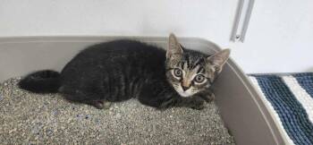 Domestic Short Hair Cats Available for Adoption - Earl | PetCurious