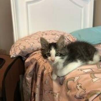 Louis Catton -  Domestic Medium Hair Cat for Adoption in Philadelphia, Pennsylvania - Louis Catton | PetCurious