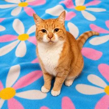 Goose -  Domestic Short Hair Cat for Adoption in Covington, Louisiana - Goose | PetCurious