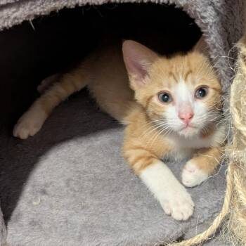 Mango -  Domestic Short Hair Cat for Adoption in Fort Lauderdale, Florida - Mango | PetCurious