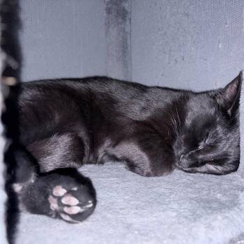 Domestic Short Hair Cats Available for Adoption - David | PetCurious