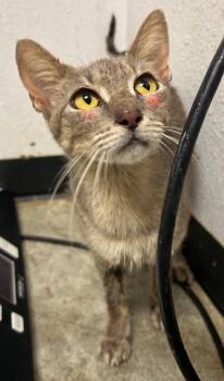 Karen -  Domestic Short Hair Cat for Adoption in Lockhart, Texas - Karen | PetCurious