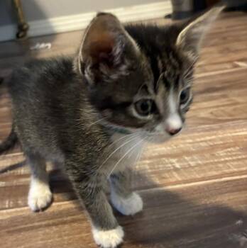 Buffy -  Domestic Short Hair Cat for Adoption in Vancouver, Washington - Buffy | PetCurious