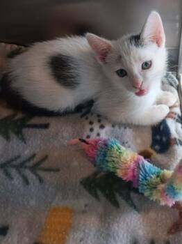 NARWHAL -  Domestic Short Hair Cat for Adoption in Seymour, Indiana - NARWHAL | PetCurious