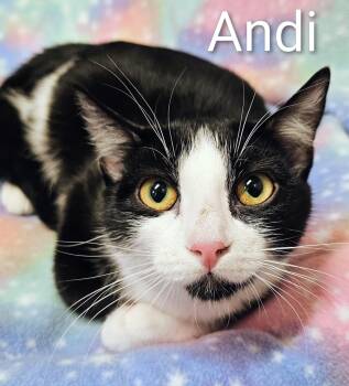 Andi - Rancho Cucamonga PetSmart -  Domestic Short Hair Cat for Adoption in Yorba Linda, California - Andi - Rancho Cucamonga PetSmart | PetCurious