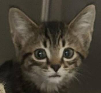 Sparks -  Domestic Short Hair Cat for Adoption in Simcoe, Ontario - Sparks | PetCurious