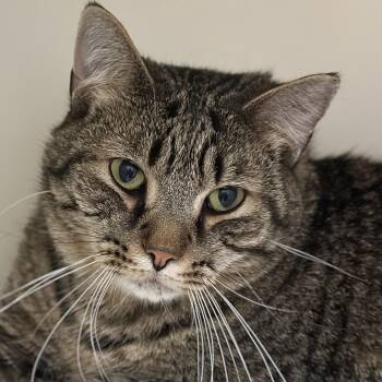 Comet -  Domestic Short Hair Cat Available for Adoption in Victor, New York - Comet | PetCurious
