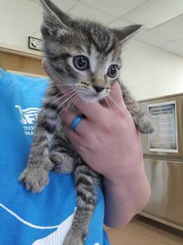 Spider -  Domestic Short Hair Cat for Adoption in Kennewick, Washington - Spider | PetCurious