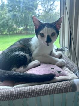 Tug & Tux K- ADORABLE KITTEN PAIR -  Domestic Short Hair Cat for Adoption in Stowe, Pennsylvania - Tug & Tux K- ADORABLE KITTEN PAIR | PetCurious