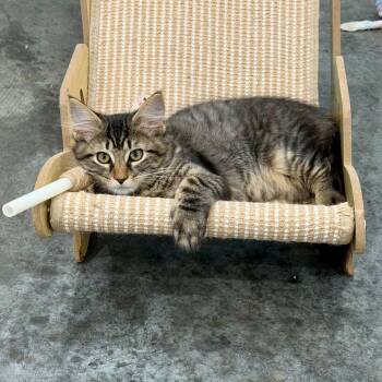 Mouse -  Domestic Medium Hair Cat for Adoption in Fairmont, West Virginia - Mouse | PetCurious