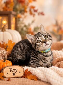 Roy -  Tabby Cat for Adoption in Tavares, Florida - Roy | PetCurious