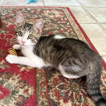 Domestic Short Hair Cats Available for Adoption in League City, Texas - Cissy | PetCurious