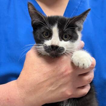 Freddy Krueger -  Domestic Short Hair Cat for Adoption in Trenton, New Jersey - Freddy Krueger | PetCurious