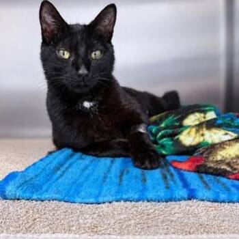 Diamond -  Domestic Short Hair Cat for Adoption in Orland Hills, Illinois - Diamond | PetCurious