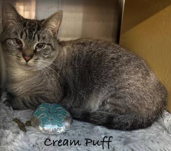 Siamese Cats Available for Adoption - Cream Puff | PetCurious
