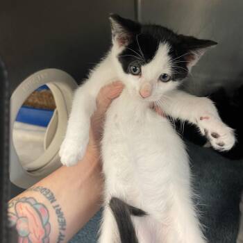 Domestic Medium Hair Cats Available for Adoption in Port Charlotte, Florida - Pecan | PetCurious