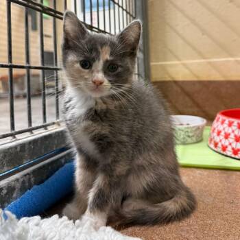 Jubilee -  Domestic Short Hair Cat Available for Adoption in Los Angeles, California - Jubilee | PetCurious