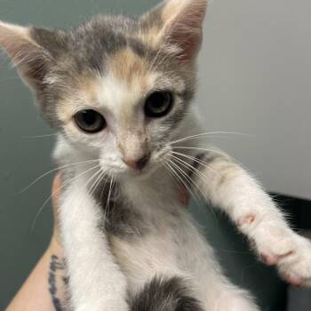 Acadia -  Domestic Short Hair Cat for Adoption in Lenexa, Kansas - Acadia | PetCurious