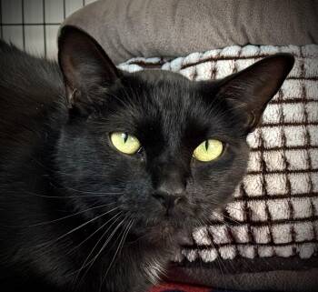 Rescue American Shorthair Cats for Adoption in Hull, Massachusetts - Archie | PetCurious