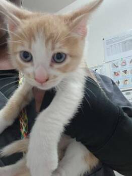 Domestic Short Hair Cats Available for Adoption in Sacramento, California - Outside Lands | PetCurious