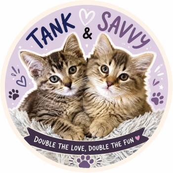 TANK & SAVVY -  Domestic Medium Hair and Maine Coon Cat Available for Adoption in Lakesite, Tennessee - TANK & SAVVY | PetCurious