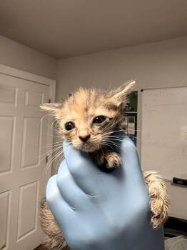 Lily -  Domestic Short Hair Cat for Adoption in Bolivar, Missouri - Lily | PetCurious