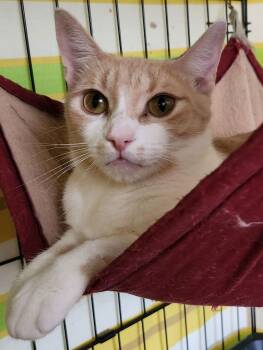 Domestic Short Hair Cats Available for Adoption - Mama | PetCurious