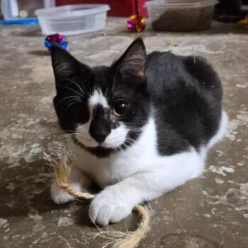 Scuffle -  Domestic Short Hair Cat for Adoption in Stuart, Virginia - Scuffle | PetCurious