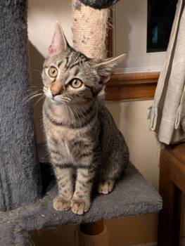 DASANI -  Domestic Short Hair Cat for Adoption in Hagerstown, Maryland - DASANI | PetCurious