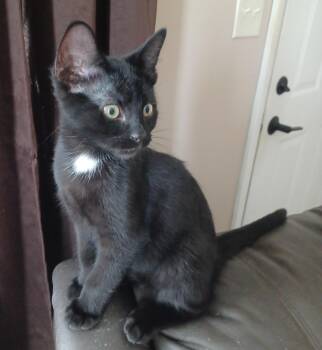 Benedict -  Domestic Short Hair Cat for Adoption in New Berlin, Wisconsin - Benedict | PetCurious