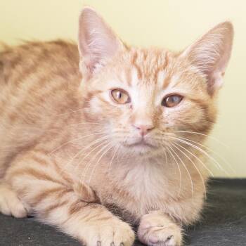 Zero -  Domestic Short Hair Cat for Adoption in Pontiac, Michigan - Zero | PetCurious