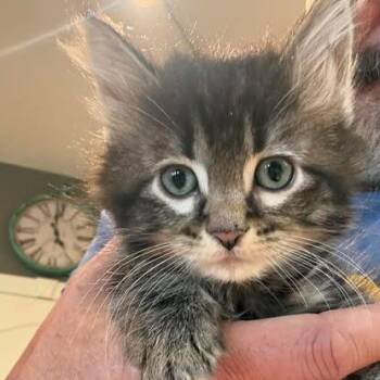 Jolene -  Domestic Long Hair Cat for Adoption in Calgary, Alberta - Jolene | PetCurious