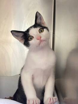 Rescue Domestic Short Hair Cats for Adoption in Pomona, New York - Zippy | PetCurious