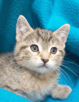 Domestic Short Hair Cats Available for Adoption in Tomah, Wisconsin - Alma | PetCurious