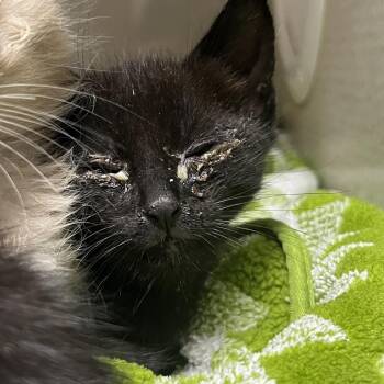 Domestic Short Hair Cats Available for Adoption in Yuma, Arizona - Tamarindo | PetCurious