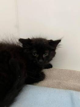 Stok -  Domestic Medium Hair Cat for Adoption in Delson, Quebec - Stok | PetCurious