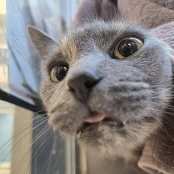 Prawnita -  Domestic Short Hair Cat for Adoption in Pittsburgh, Pennsylvania - Prawnita | PetCurious