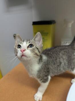 Billy Loomis -  Domestic Short Hair Cat for Adoption in Winnipeg, Manitoba - Billy Loomis | PetCurious