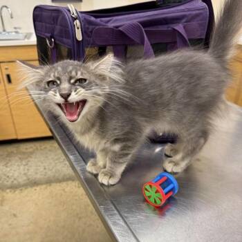Fuzwin -  Domestic Long Hair Cat for Adoption in Woodbury, New Jersey - Fuzwin | PetCurious