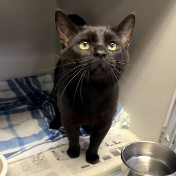 Sony -  Domestic Short Hair Cat Available for Adoption in Pottsville, Pennsylvania - Sony | PetCurious