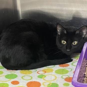 Athena -  Domestic Short Hair Cat for Adoption in Port Charlotte, Florida - Athena | PetCurious