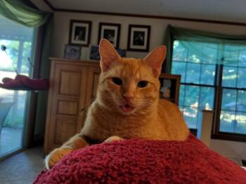 Rescue Domestic Short Hair Cats for Adoption in Karns City, Pennsylvania - MURRAY | PetCurious