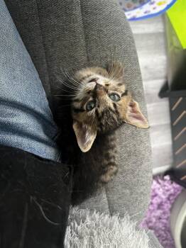 Survivor (fostered in Bellevue) -  Domestic Short Hair Cat for Adoption in Papillion, Nebraska - Survivor (fostered In Bellevue) | PetCurious