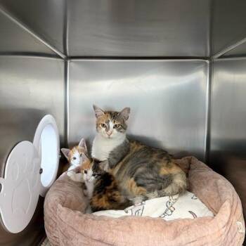 Robin -  Domestic Short Hair Cat for Adoption in Driggs, Idaho - Robin | PetCurious