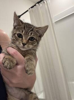 Cali RP -  Domestic Short Hair Cat for Adoption in Greenville, South Carolina - Cali RP | PetCurious