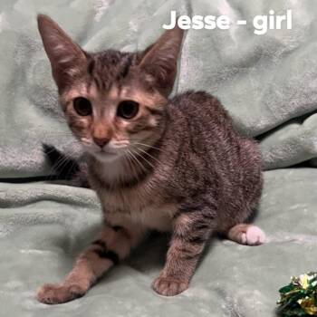 Rescue Domestic Short Hair Cats for Adoption in Monroe, Michigan - Jesse | PetCurious
